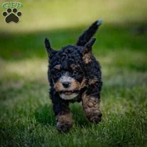 Marla, Mini Bernedoodle Puppy